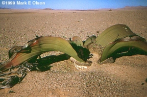 welwitschia-mirabilis.jpg